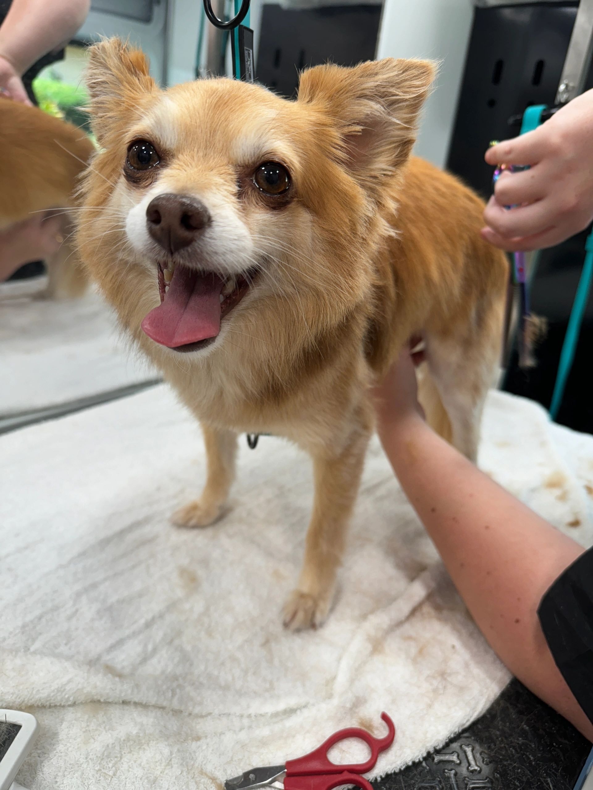 Happy Chihuahua mix being held during grooming